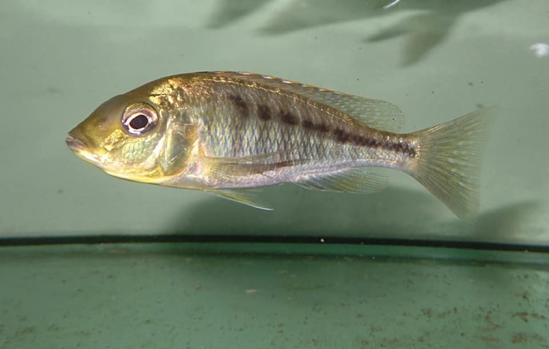 Mylochromis subocularis